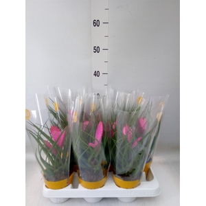 Tillandsia cyanea 'Josee'