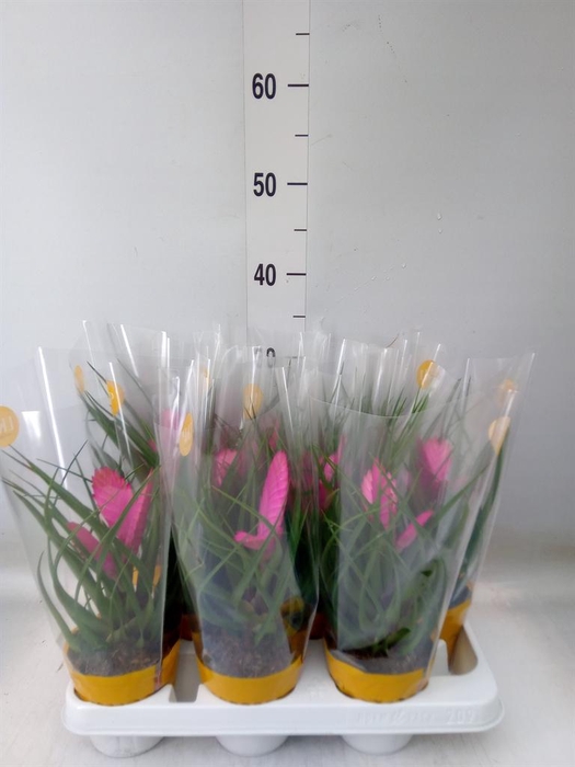 <h4>Tillandsia cyanea 'Josee'</h4>