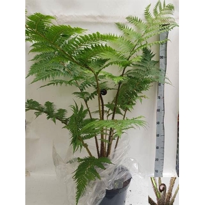 Cyathea cooperi