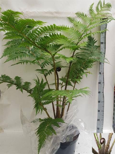 <h4>Cyathea cooperi</h4>