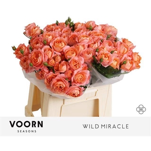 Rosa spray wild miracle