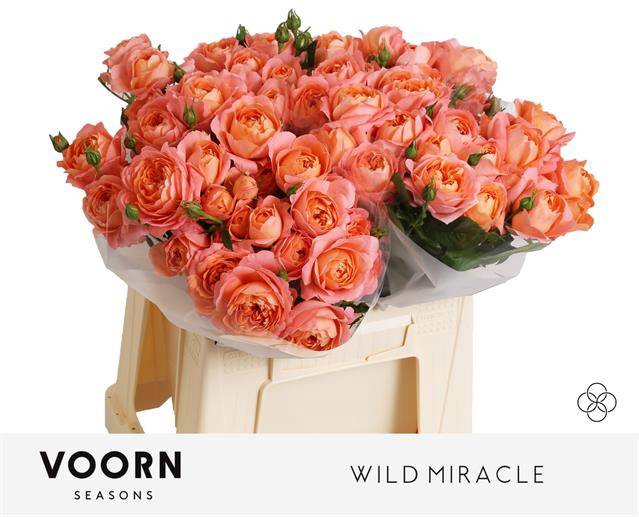 <h4>Rosa spray wild miracle</h4>