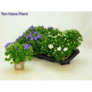 CAMPANULA ISOPHYLLA MIX
