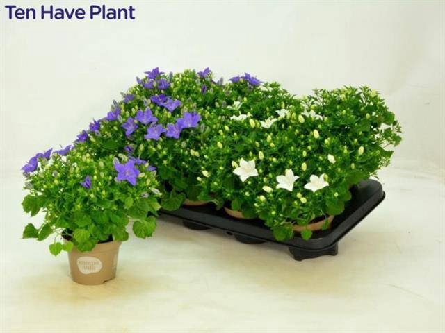 <h4>CAMPANULA ISOPHYLLA MIX</h4>