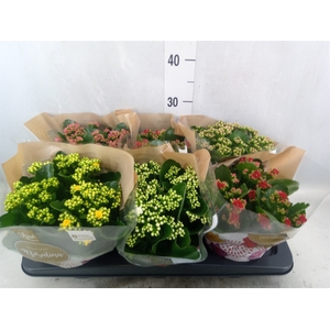 Kalanchoe blos. 'Rosalina'  ..mix 5