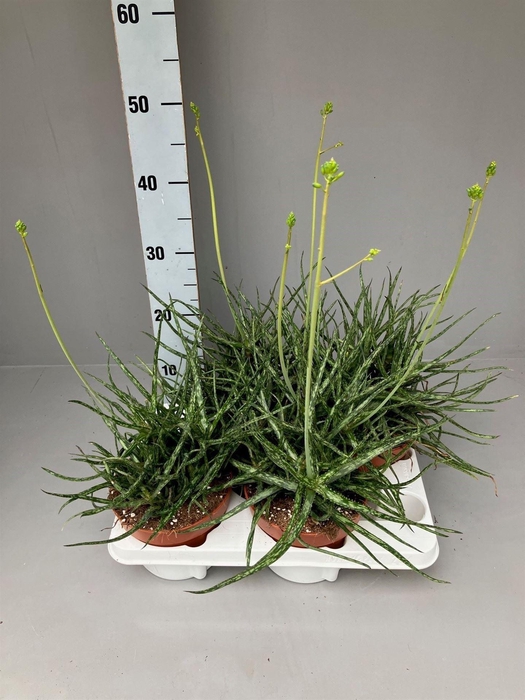 <h4>Aloe   ...</h4>