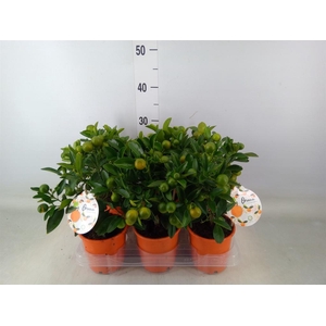 Citrofortunella mic.