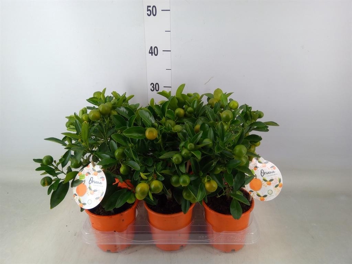 <h4>Citrofortunella mic.</h4>