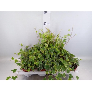 Hedera ...variegated