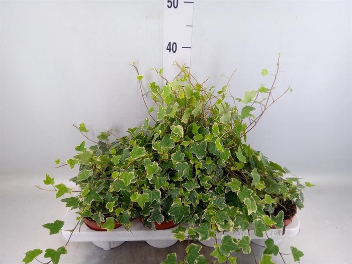 <h4>Hedera ...variegated</h4>