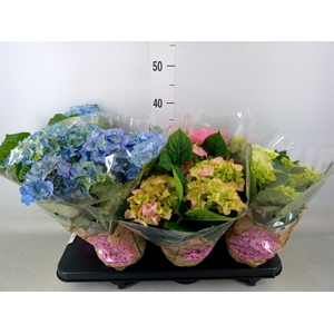 Hydrangea mac.   ...mix