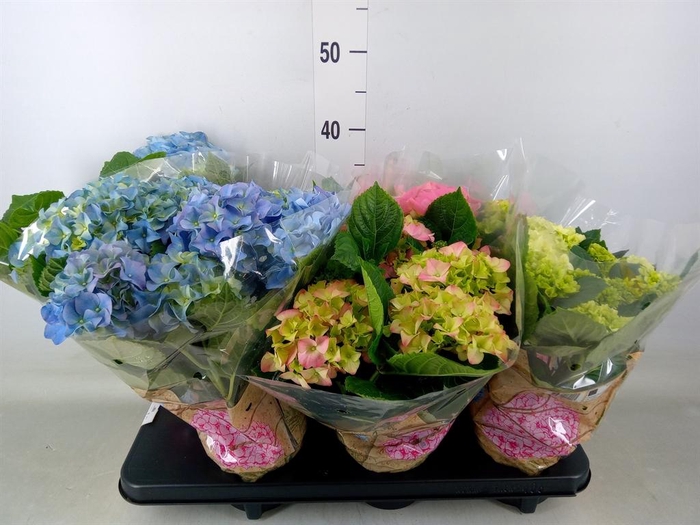 <h4>Hydrangea mac.   ...mix</h4>