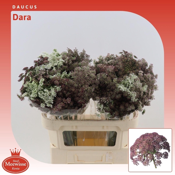 <h4>Daucus Dara</h4>