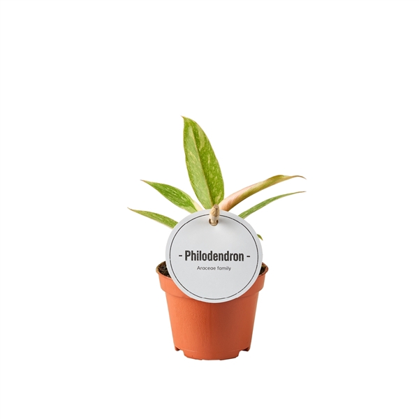 <h4>Philodendron Ring of Fire</h4>