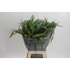 Grasses mix in bucket