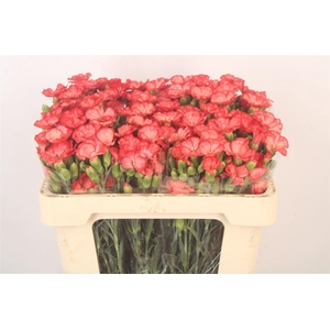 Di Symply Orange Fans