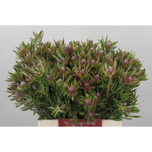 Leucadendron Ayoba Star Pearl