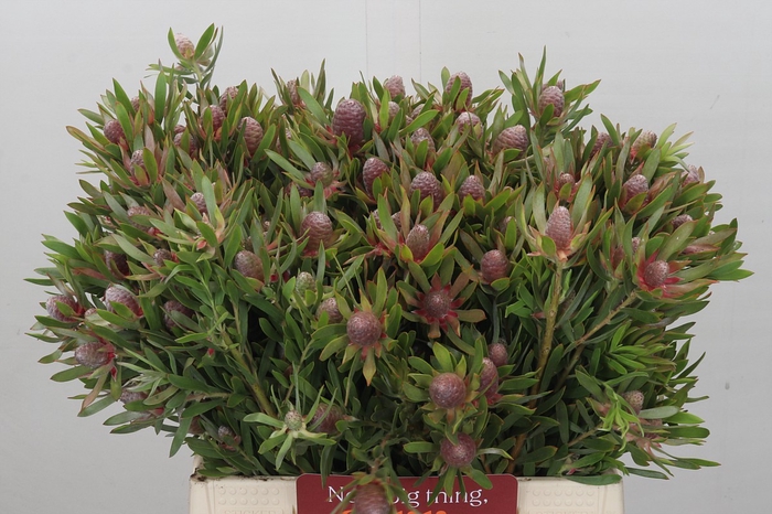 <h4>Leucadendron Ayoba Star Pearl</h4>