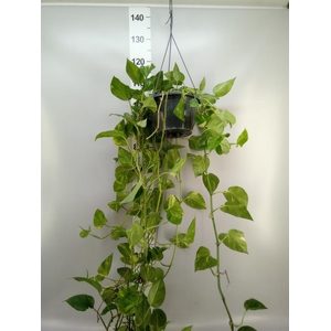 Epipremnum pinn. 'Aureum'  HG