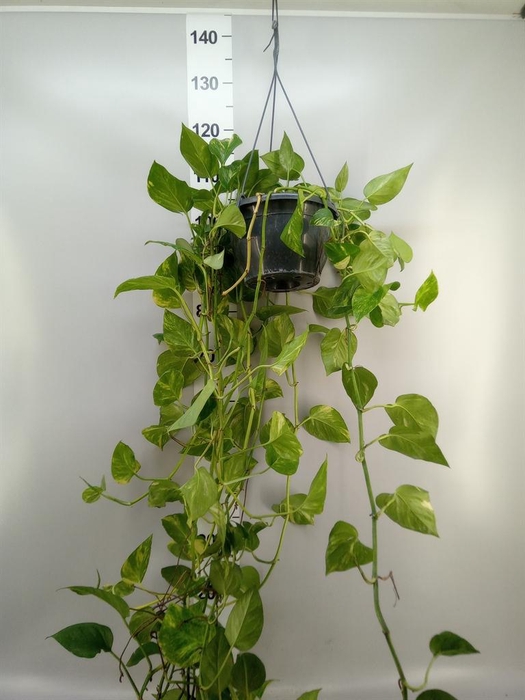 <h4>Epipremnum pinn. 'Aureum'  HG</h4>