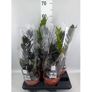 Zamioculcas zamiifolia 'Dowon'