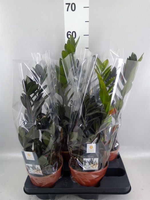 Zamioculcas zamiifolia 'Dowon'