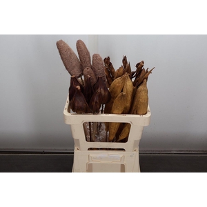 Deco Bunch Nature Mixed 5pcs Bunch X4