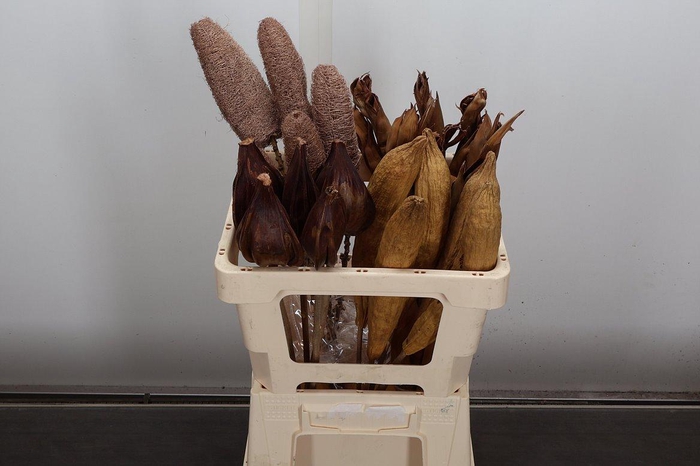 <h4>Deco Bunch Nature Mixed 5pcs Bunch X4</h4>