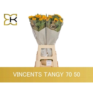 Heli Vincents Tangy