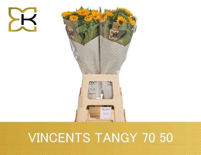 <h4>Heli Vincents Tangy</h4>