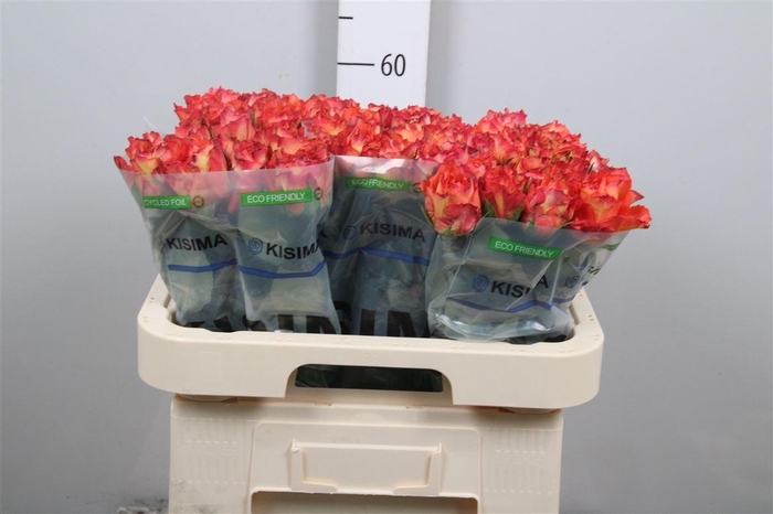 <h4>R Gr Free Spirit</h4>