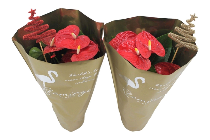 <h4>Anthurium XL.9 Jambo Red 14cm in gouden hoes met glitter kerstboom bijsteker</h4>