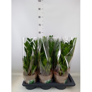 Zamioculcas zamiifolia