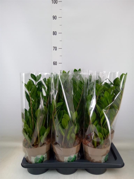 <h4>Zamioculcas zamiifolia</h4>