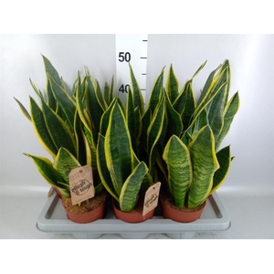 Sansevieria trifa. 'Futura Superba'