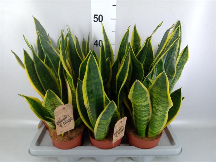 <h4>Sansevieria trifa. 'Futura Superba'</h4>