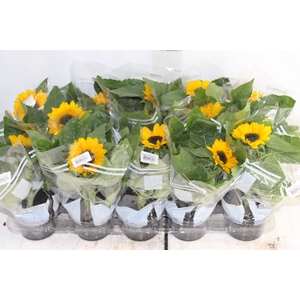 GIRASSOL MINI SUN BRIGHT P11