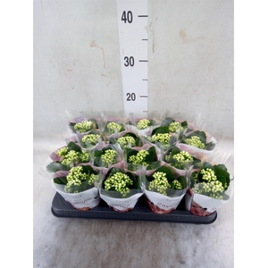 Kalanchoe blos. 'RosDon Dione'