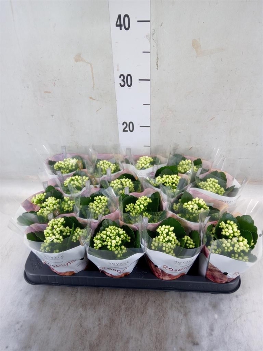 <h4>Kalanchoe blos. 'RosDon Dione'</h4>