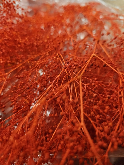 <h4>GESTABILISEERD GYPS MILLION STAR ROOD</h4>