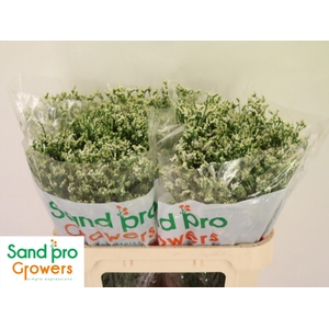 LIM SIN COOL DIAMOND