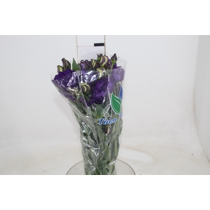LISIANTHUS ABC 2-3 BLUE 060 CM MIN 500 GRAMAS AZUL