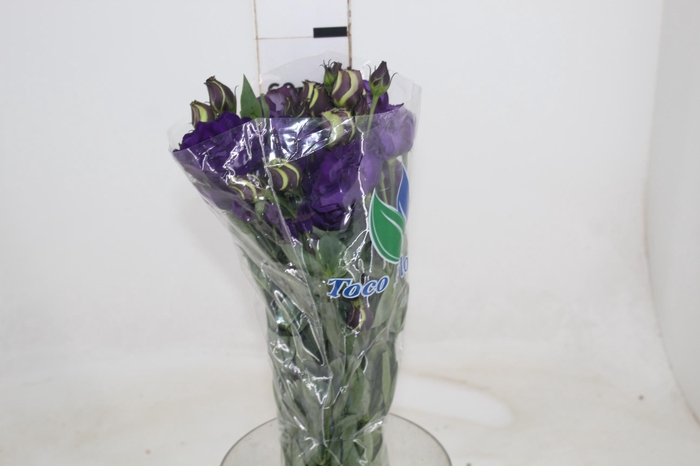 LISIANTHUS ABC 2-3 BLUE 060 CM MIN 500 GRAMAS AZUL