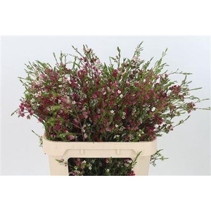 Chamelauc My Sweet 16