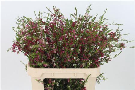 <h4>Chamelauc Dual Star</h4>