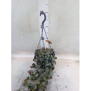 Ceropegia woodii ssp. woodii