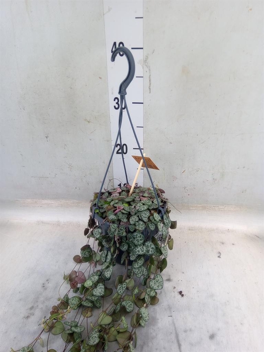 <h4>Ceropegia woodii ssp. woodii</h4>