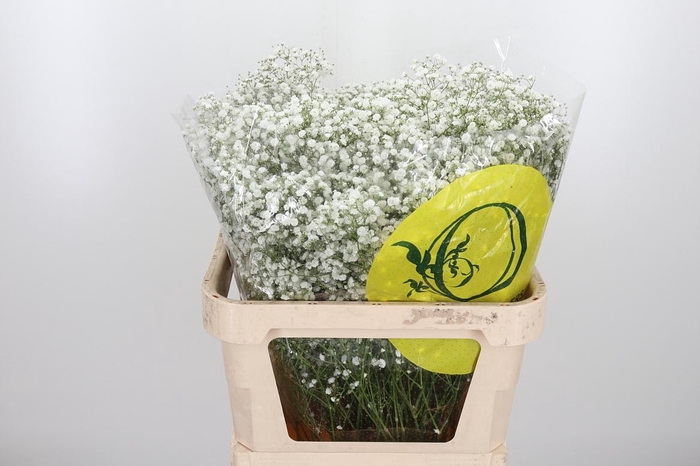 <h4>Gyps Pa Xlence</h4>