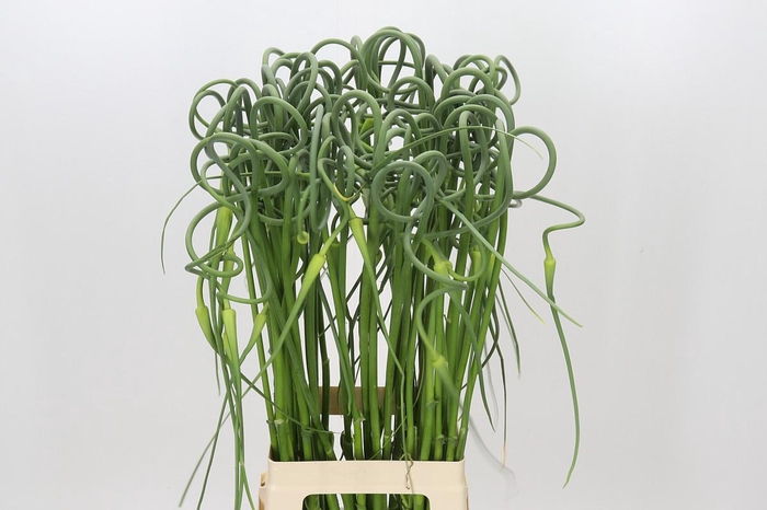 <h4>Allium Sativum Ophioscorodon</h4>