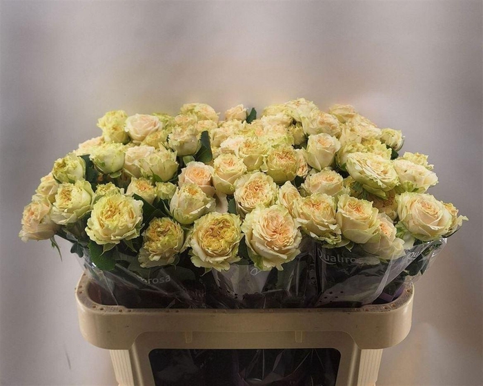 <h4>R Tr Summerrose -in box</h4>